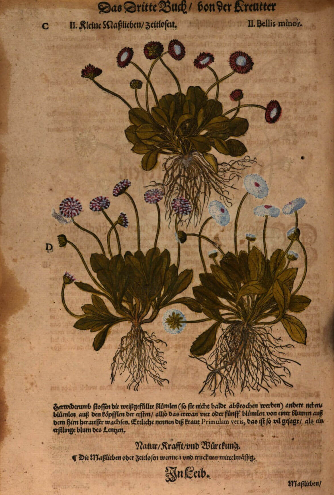 Beschreibung des Gänseblümchens (Bellis minor) im Kräuterbuch von Pietro Andrea Mattioli