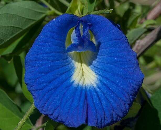 Die charakteristische Blüte der Clitoria Ternatea