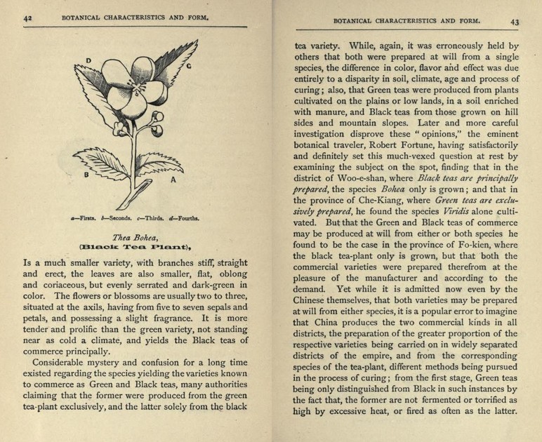 Beschreibung des Bohea Tees im Buch Tea, its history and mystery von Joseph M Waksh aus dem Jahr 1892