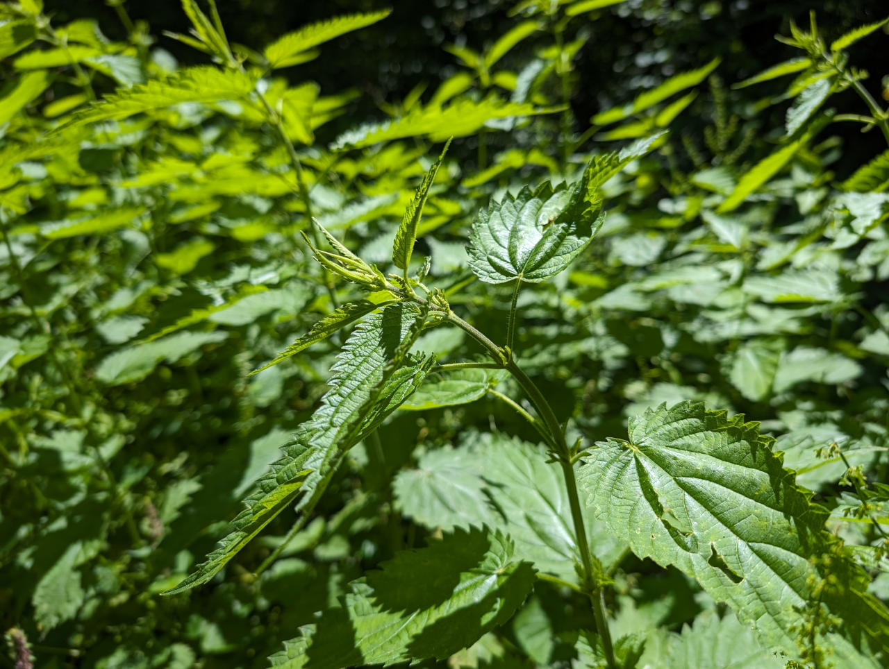 Den direkten Hautkontakt scheut man mit der Brennnessel als Grundlage für einen Tee ist die Pflanze aber ein perfekter Unterstützer während des Fastens