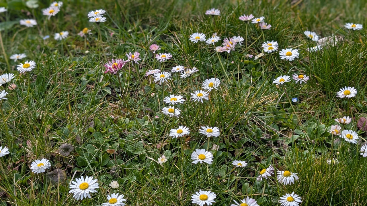 Gänseblümchen sehen nicht nur gut aus, sondern schmecken auch lecker