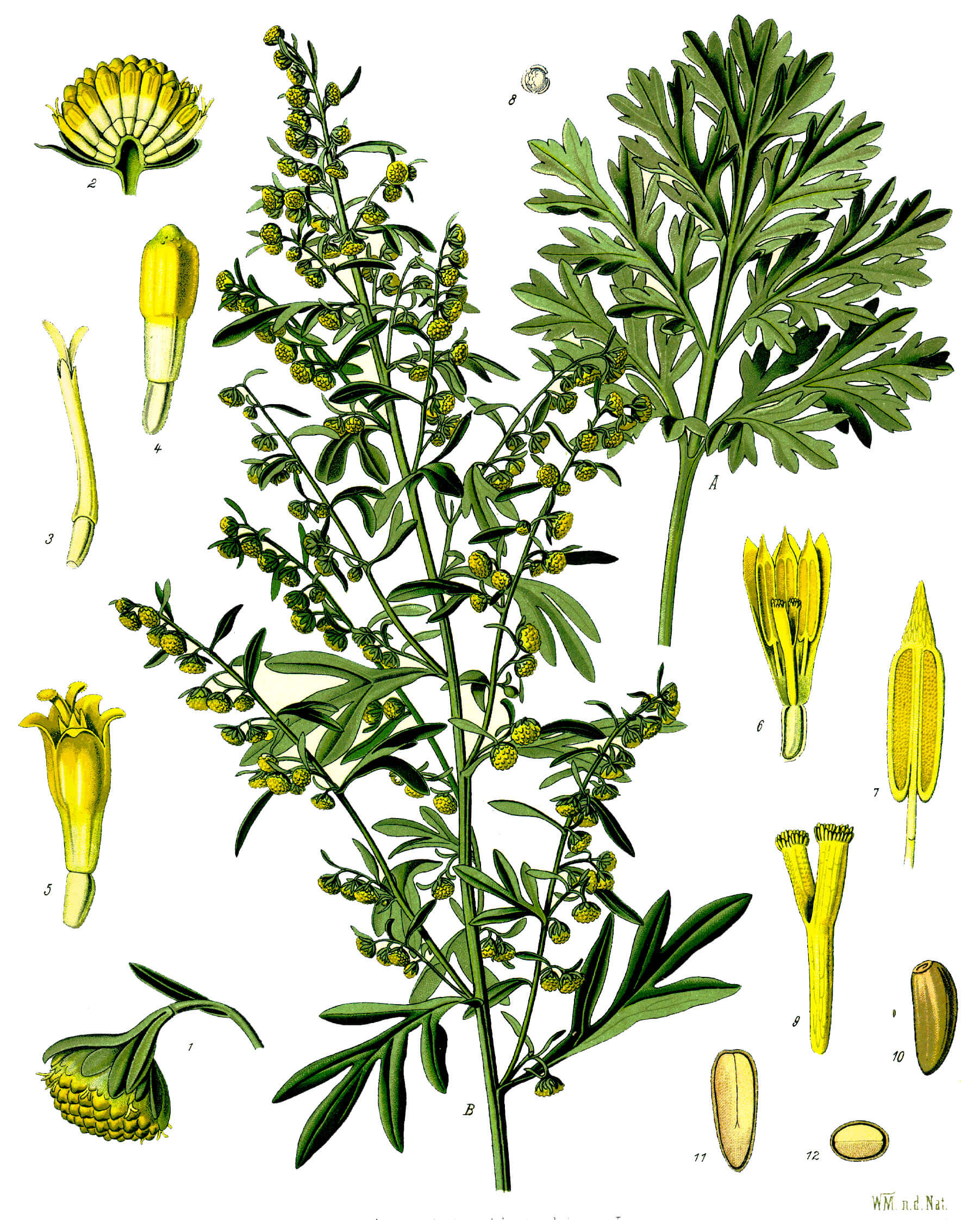 Illustration des gemeinen Wermuts (Artemisia absinthium) von Franz Eugen Köhler, Köhler's Medizinal-Pflanzen
