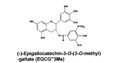 Schaut nicht spektakulär aus, könnte aber der entscheidende Stoff im grünen Tee sein, der gegen Allergien hilft