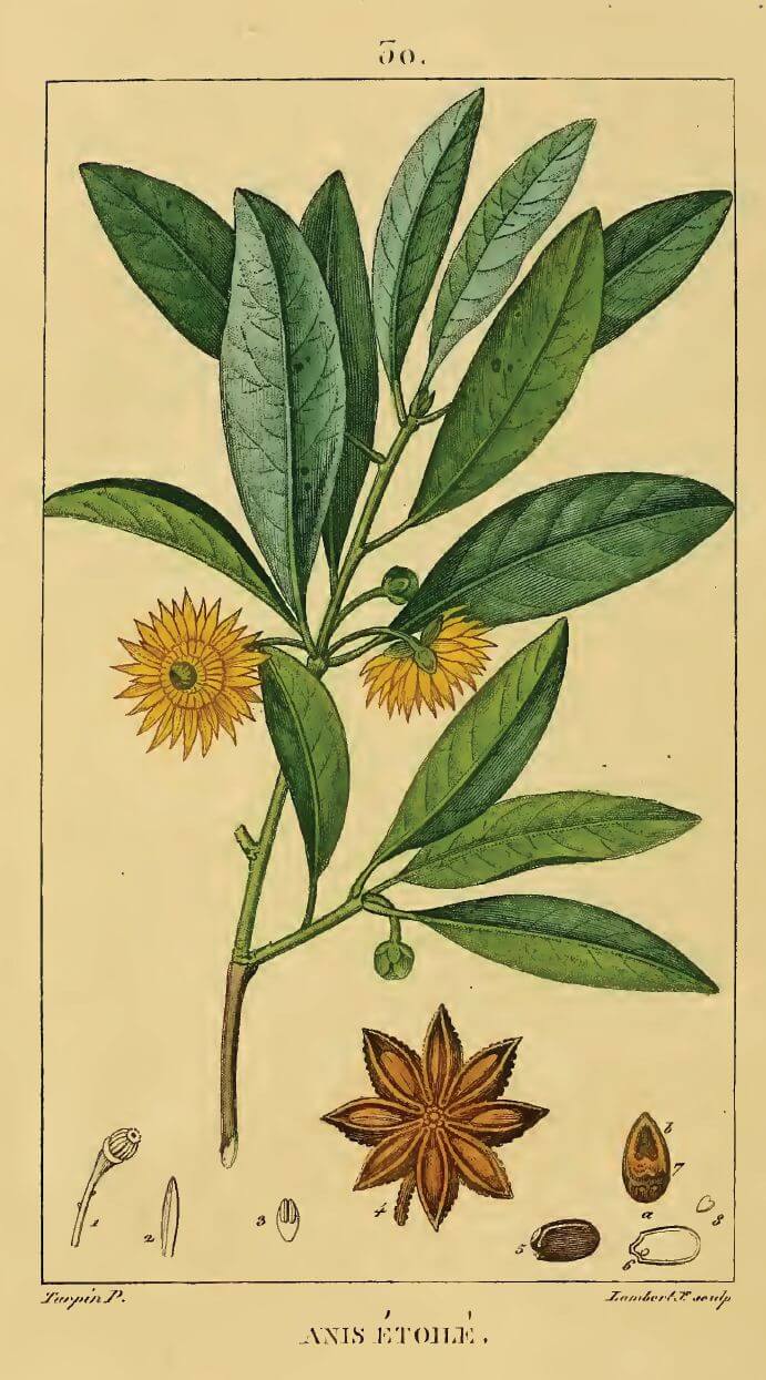 Echter Sternanis (Illicium verum) von Pierre Jean François Turpin aus Chaumetons Flore Medicale, Band 1