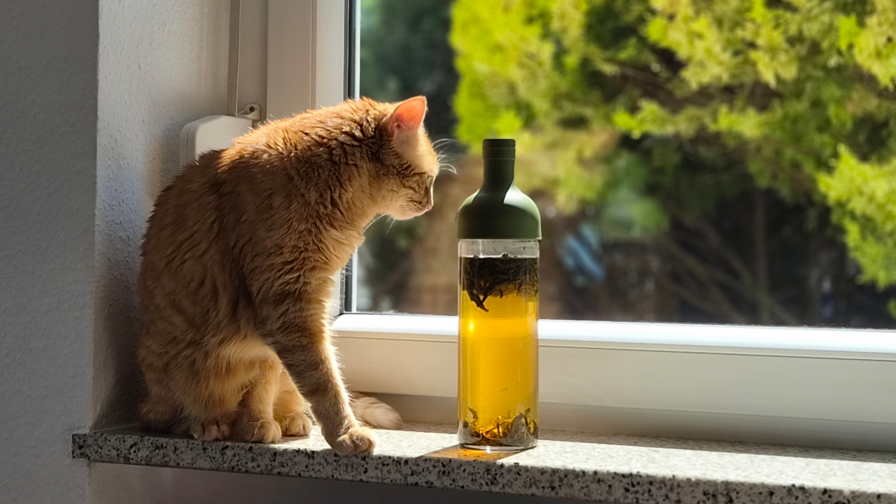 >Selbst Katzen können sich der Faszination der Sun Tea Herstellung nicht entziehen, wie ich mit meiner eigenen Katzen die Erfahrung machen durfte